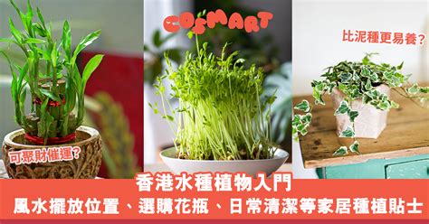 香港水種植物|【香港水種植物】10個必備「香港水種植物」，你絕對不會相信的。